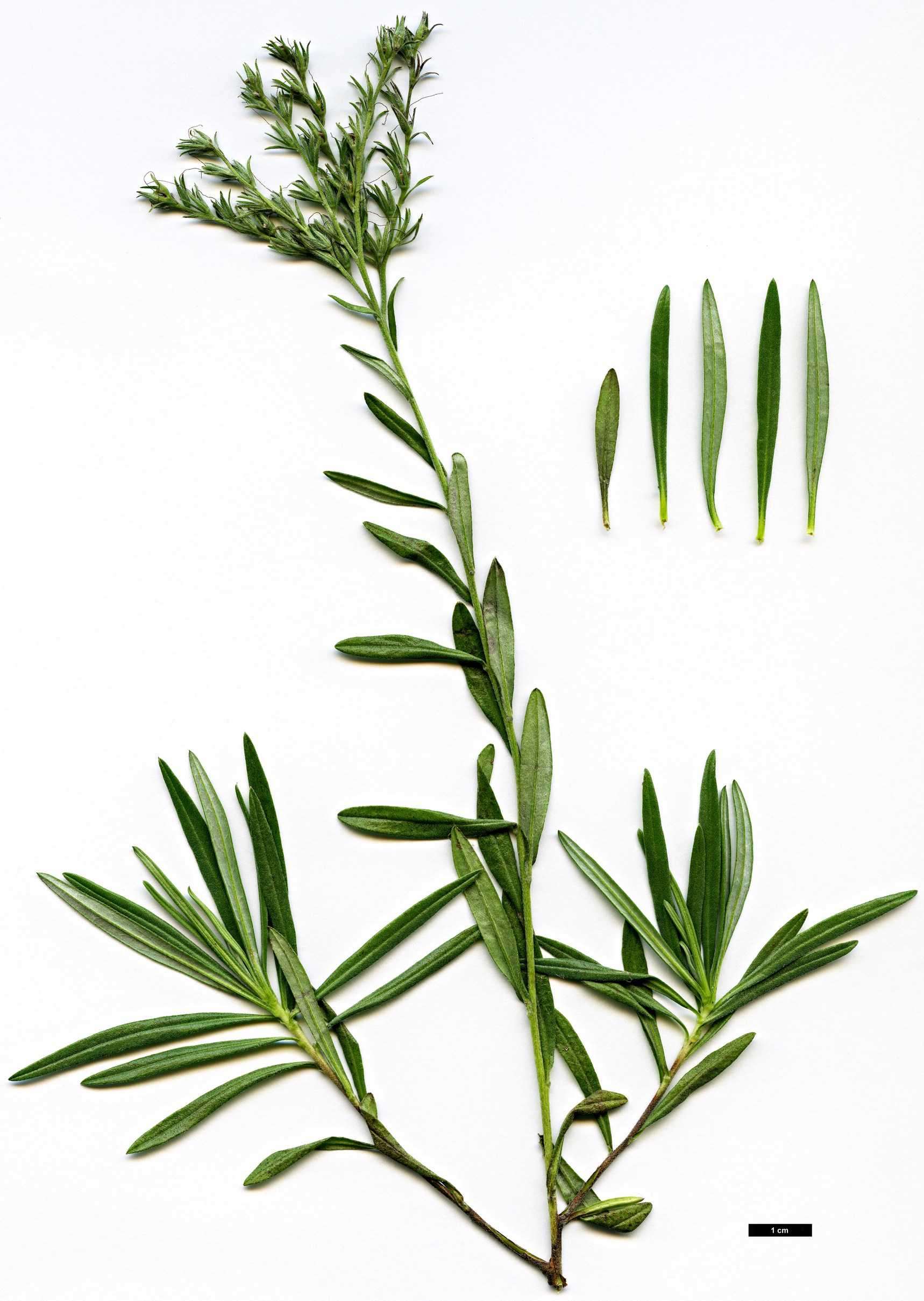 High resolution image: Family: Boraginaceae - Genus: Moltkia - Taxon: petraea